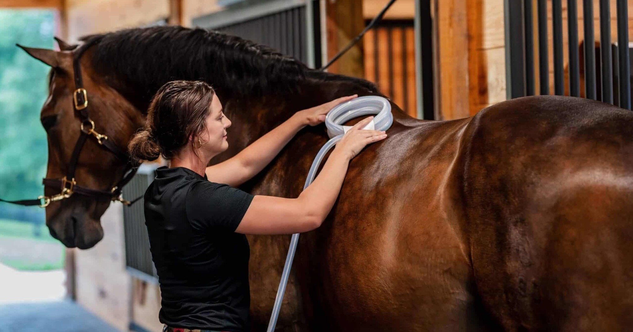 Horse receiving professional PEMF therapy