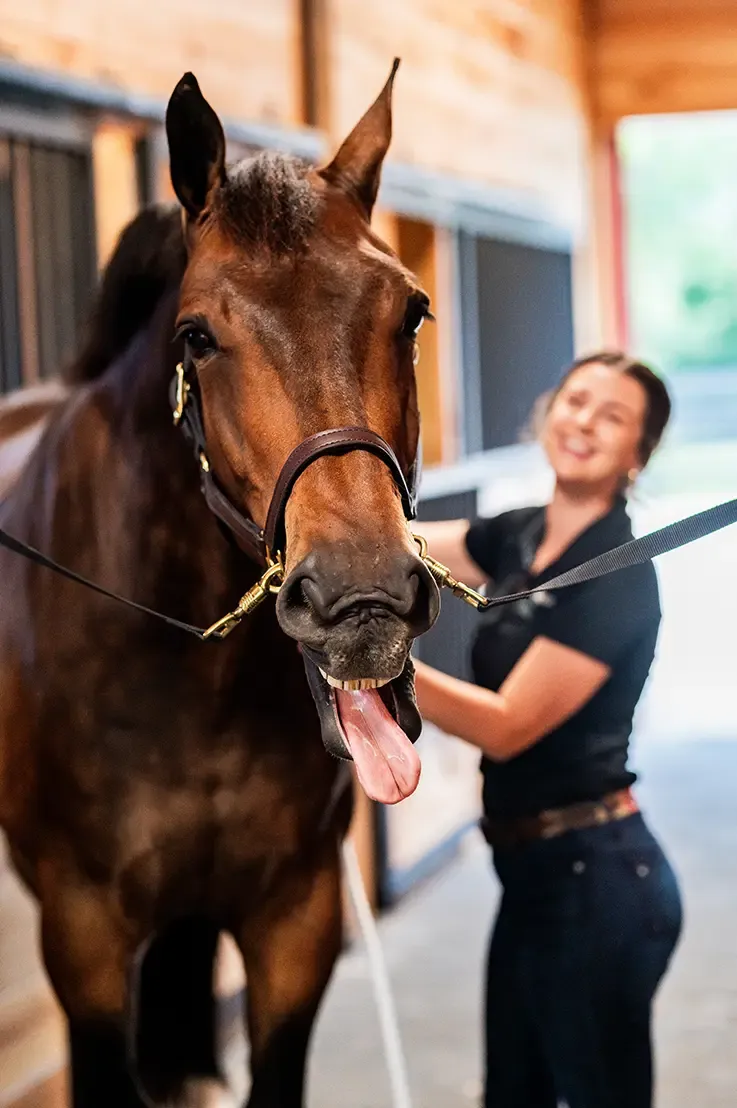 Horse receiving professional care in a stable environment