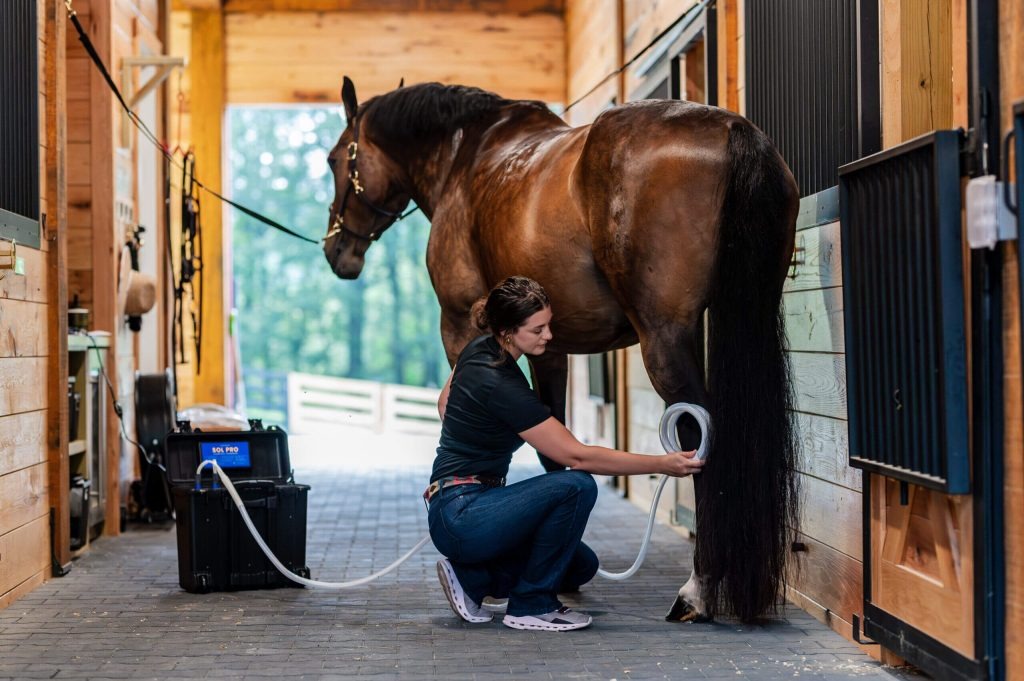 Horse receiving PEMF therapy in a stable