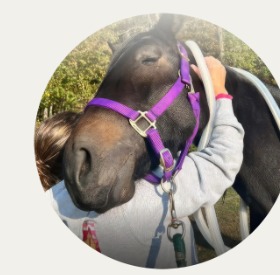 Horse receiving a PEMF session