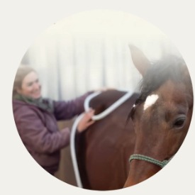 Horse and PEMF session